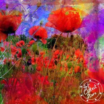 Coquelicots