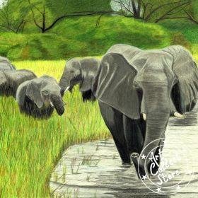 Eléphants en balade