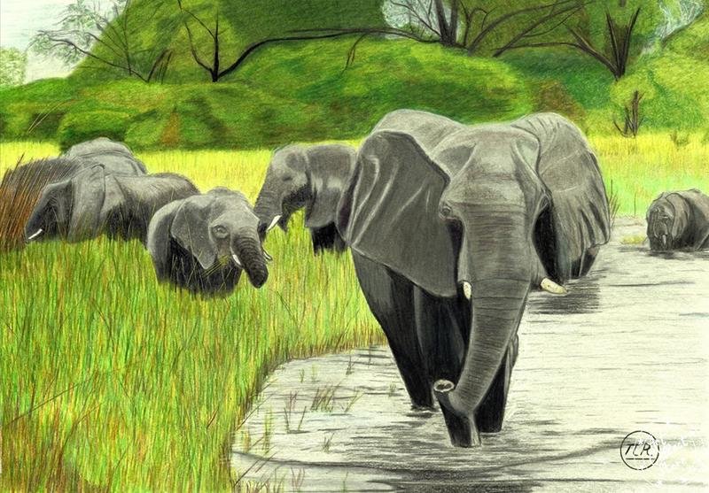 Eléphants en balade