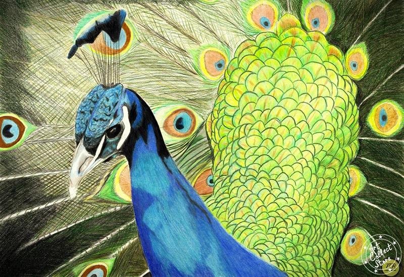 La Splendeur du Paon