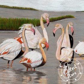 La grâce éblouissante du Flamant Rose de Camargue.