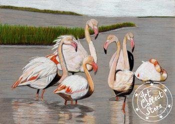 La grâce éblouissante du Flamant Rose de Camargue.