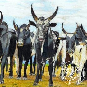 Zébu, gardien de Madagascar