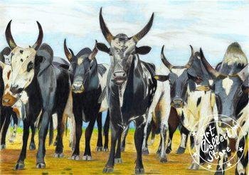 Zébu, gardien de Madagascar