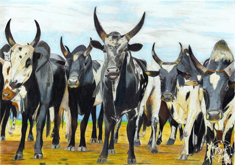 Zébu, gardien de Madagascar