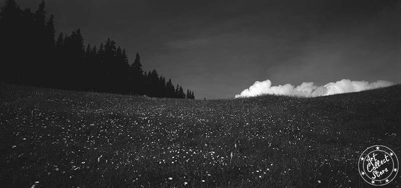 Des arbres et des fleurs