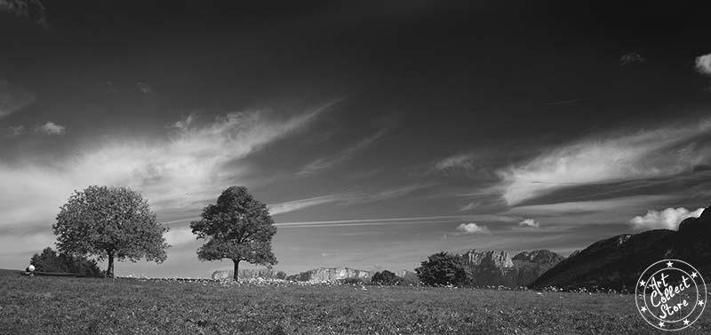 Deux arbres en contemplation