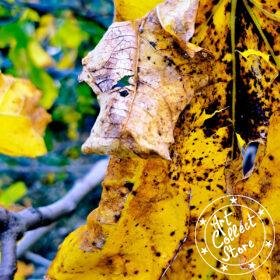 Art Collect Store - Laurent La Rocca - A l'affut