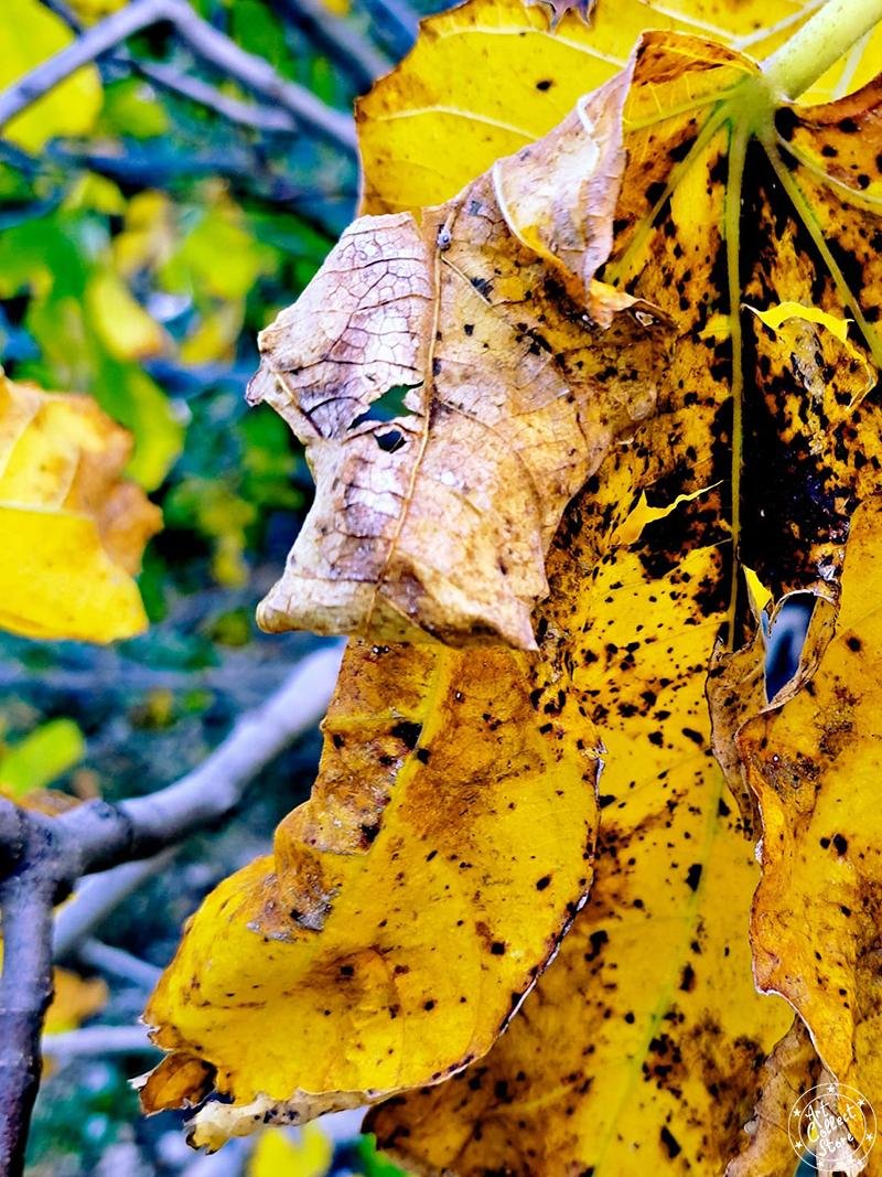 Art Collect Store - Laurent La Rocca - A l'affut