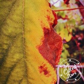 Art Collect Store - Laurent La Rocca - Singe dans son élément