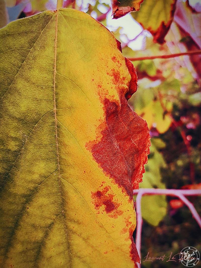 Art Collect Store - Laurent La Rocca - Singe dans son élément