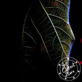 Art Collect Store - Laurent La Rocca - Son plus beau profil