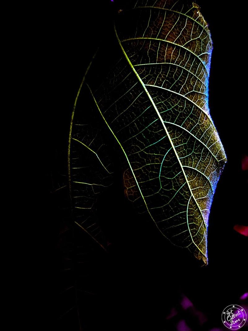 Art Collect Store - Laurent La Rocca - Son plus beau profil